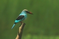 Blue-Breasted Kingfisher (2)